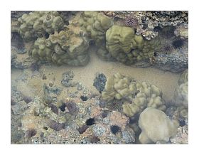 Tide Pool Maui