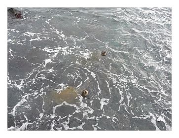 Maui Seawater Turtles